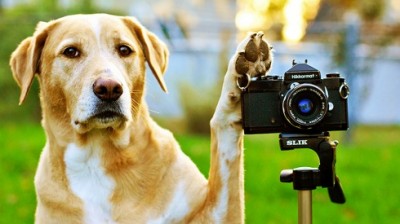 wp-blog-sniff-seattle-dog-walkers-national-take-your-dog-to-work-day.jpg