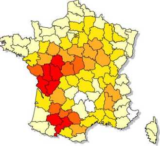 tournesol_3.jpg