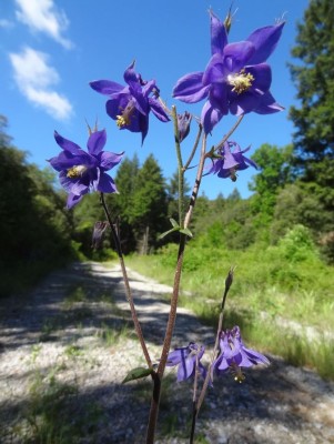 Chemin aux Fleurs Bleues.JPG